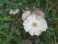 Korai porhanyósgomba (Psathyrella spadiceogrisea), Budai-hegység